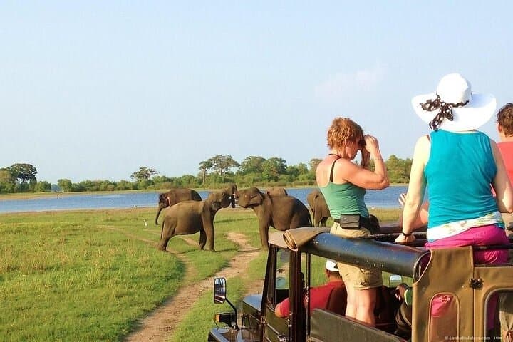 The Best Wild Elephant Safari tour from Colombo