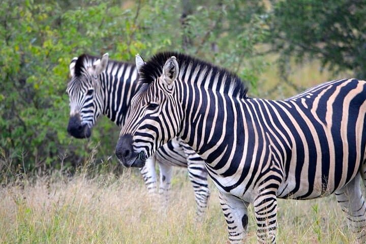 2 Day Akagera Safari with Sunset Boat Cruise & Overnight Camping