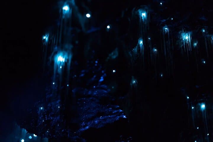 See Auckland's Secret Glow Worms