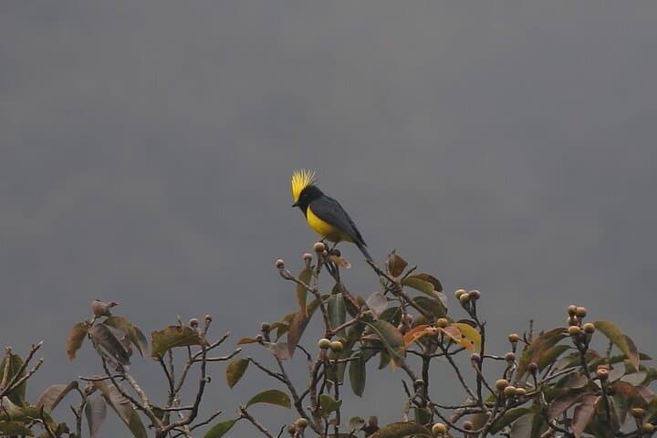 Birding in Chitwan: Birding in National Parks & Safe Vulture Zone