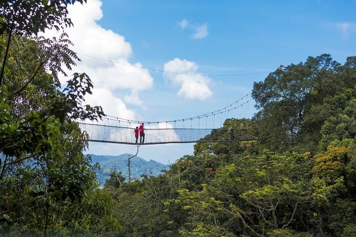2-Day Hiking Nyungwe Park: Canope, Zipline, Waterfalls & Primates