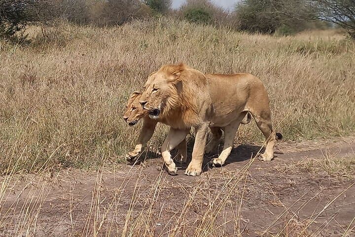 3 Days Masai Mara Experience