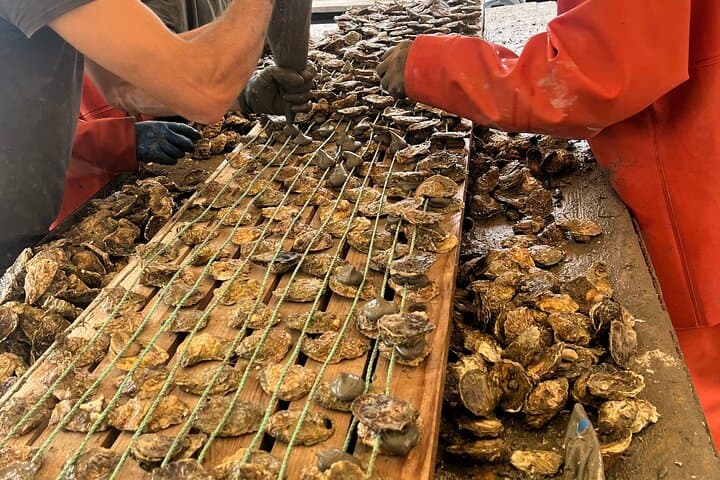 Oyster Farm, Ston and Winery Tour