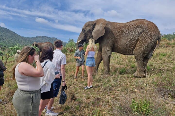 Elephant Interaction and Pilanesberg Safari