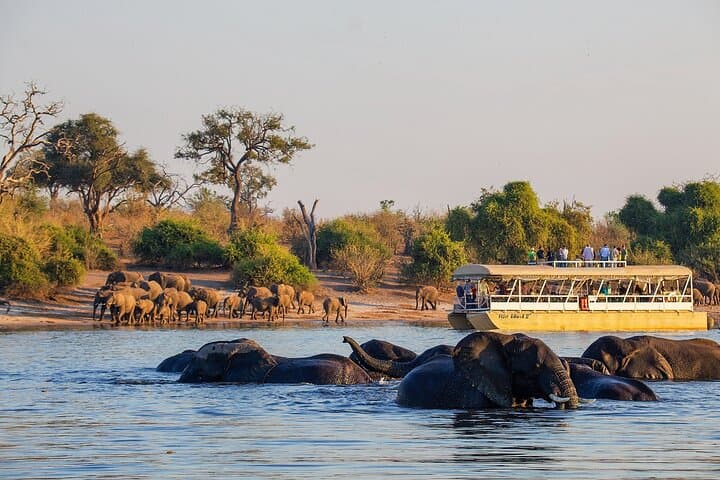 Chobe Day Trip From Livingstone