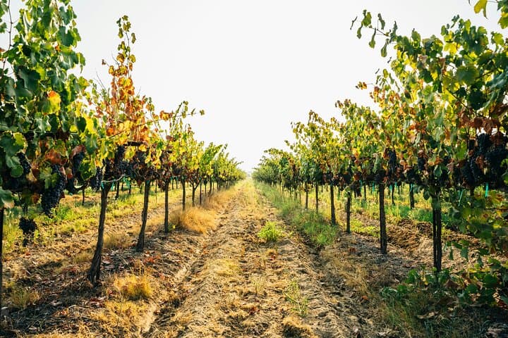Private Trip to the Vineyards of Ginosa with tasting from Matera