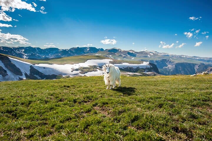 Beartooth Highway Private Tour
