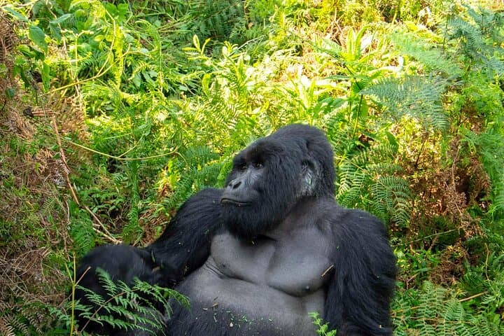 2 Day Uganda Gorilla Trekking and Lake Adventure from Rwanda