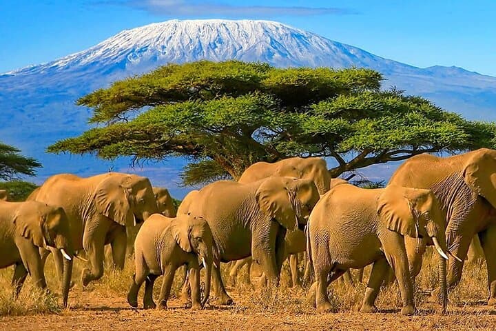 3 Day Amboseli National Park Camping Safari Tour