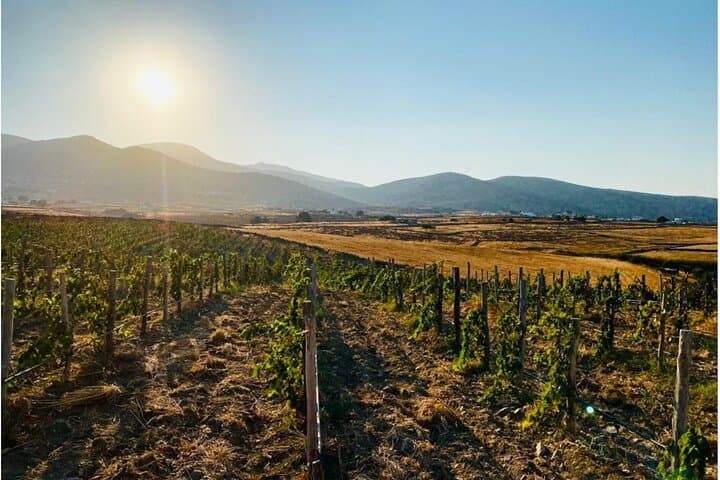 Paros Wine Tasting at a Local Winery