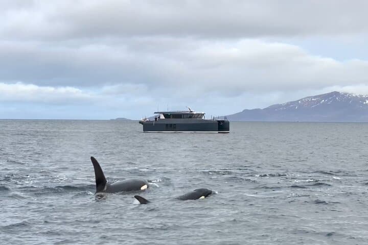 Luxury Whale Watching From Tromso - Small group and local guide