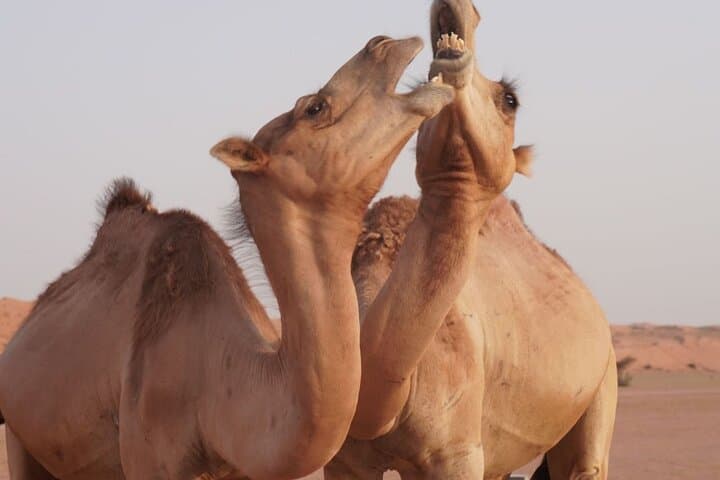 Wahiba Sands and Wadi Bani Khalid Private Full Day Tour