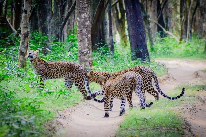 Best of Sri Lanka 14 days Luxury Private Tour