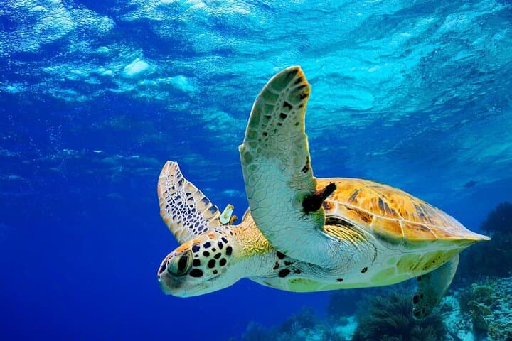 Colombo to Galle All Inclusive Private Day Tour