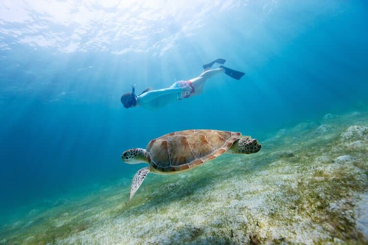 Soundside Cruiser Morning Snorkel & Dolphin Adventure