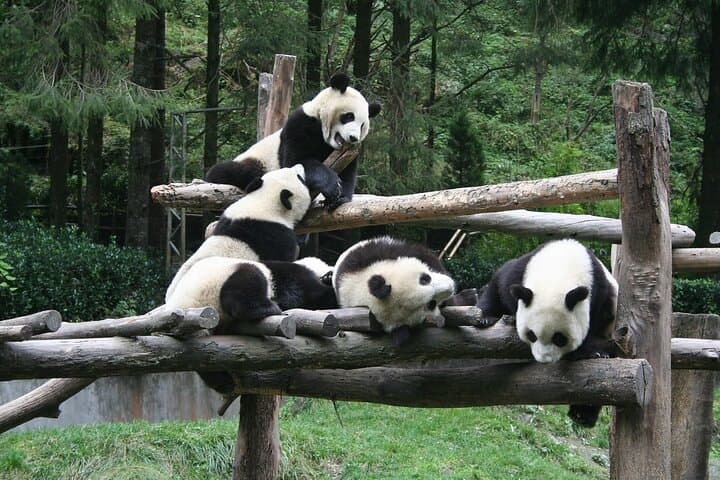 Wolong Panda Base Private Day Tour Optional Volunteering