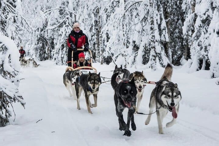 Husky Dog Sledding Experience