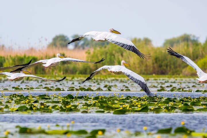 Day Trip from Bucharest to Danube Delta: PREMIUM TOUR small group