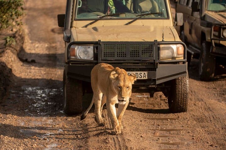 5 Days Private Mid Range Safari