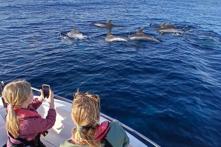 FARO - Fantastic Dolphin Observation Adventure