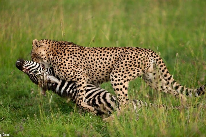 7 Days Hemmingways Safari