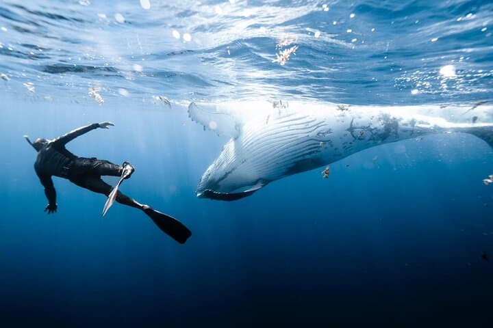 Sacred Experience Swimming with a Whale in Moorea