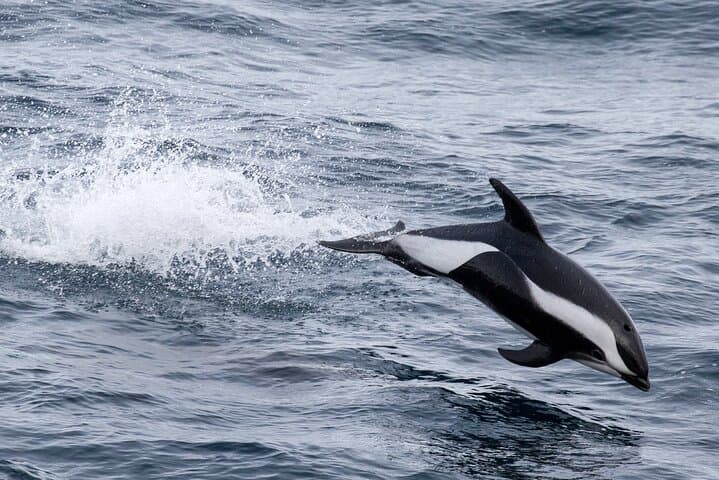 Alta Fjord: Whale Safari Experience