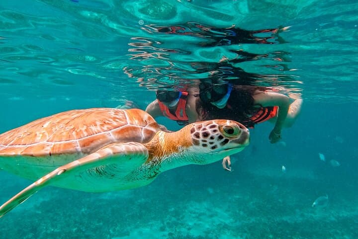 2-Hour Snorkeling in Two Spots of Tulum's Reef
