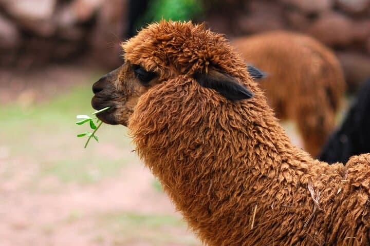 5-Day Peru Within Your Reach