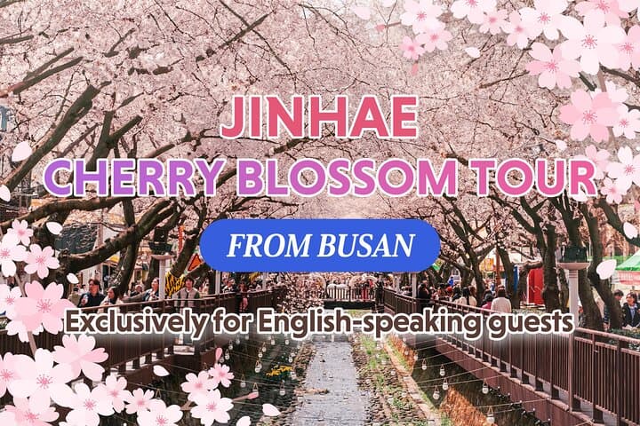 Jinhae Cherry Blossom One Day Tour from Busan