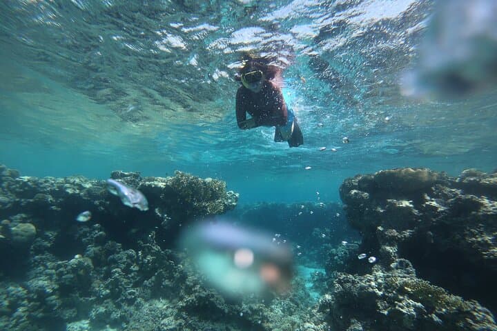 Private Snorkeling Experience in Aqaba Red Sea