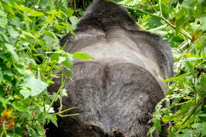 Uganda 5 Days Lion and Gorilla Tracking Safari