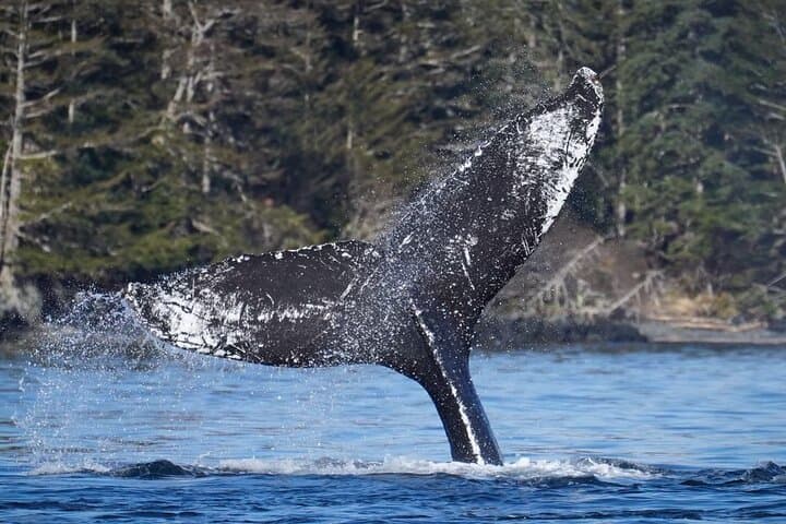 A Comfortable Sitka Whale Watching Wildlife Shore Excursion