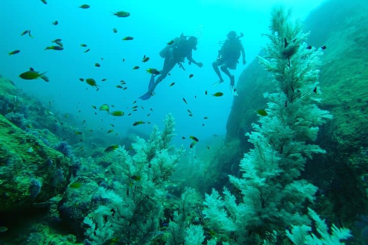 Fun Dives For Certified Divers