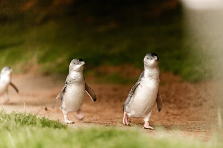 Phillip Island Tour with Spanish Speaking Guide