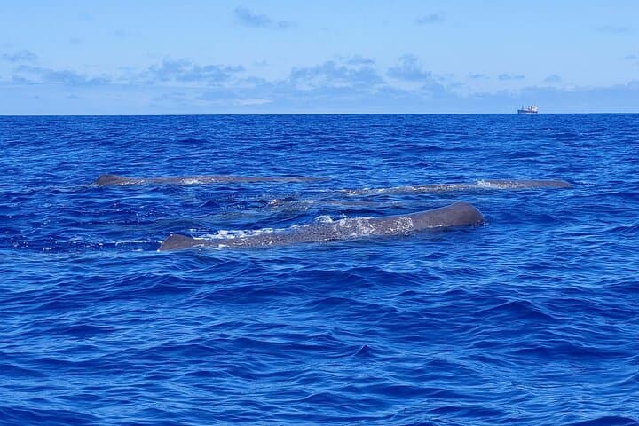 São Miguel, Azores: Whale and Dolphin Watching Tour