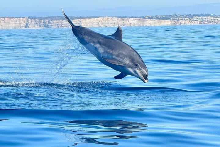 Dolphin Expedition small-group tour with Biologist from Lagoa