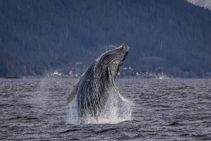 Shared Whale and Wildlife Viewing