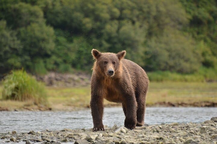 Exclusive Locations Private Bear Viewing