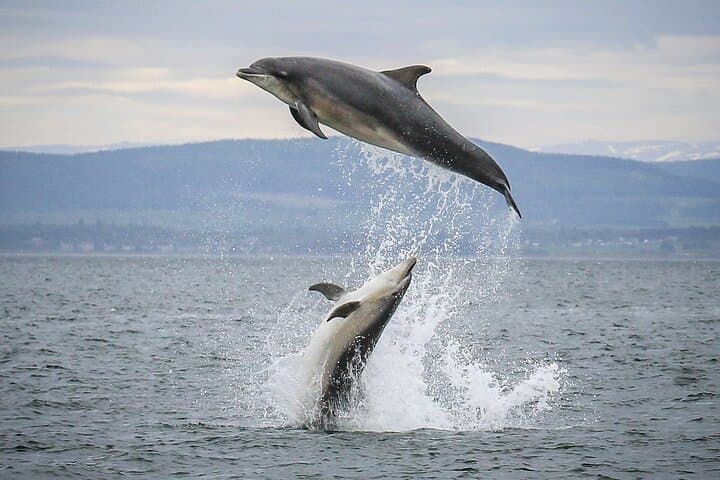 Wildlife Watching Boat Tour