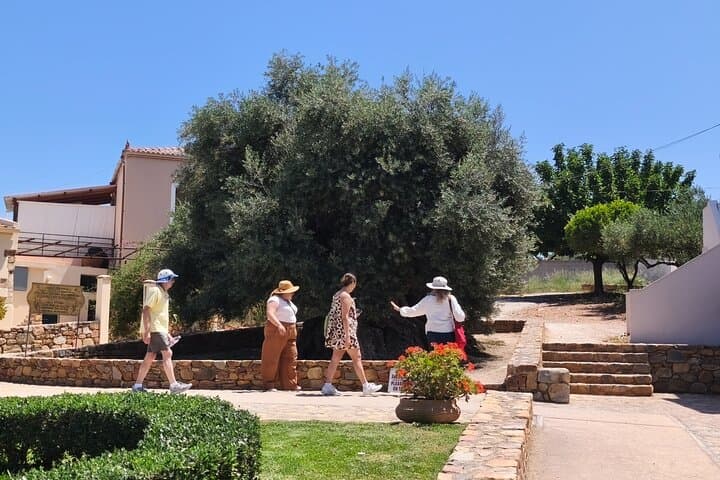 Chania Old Town - Millennial Olive Tree - Olive Oil Mill