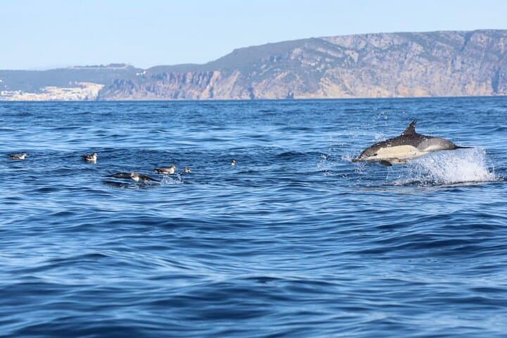 Lisbon Dolphin Watching Ocean Safari