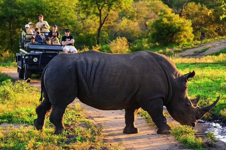 Exclusive Big Five Safari Experience in Kruger National Park