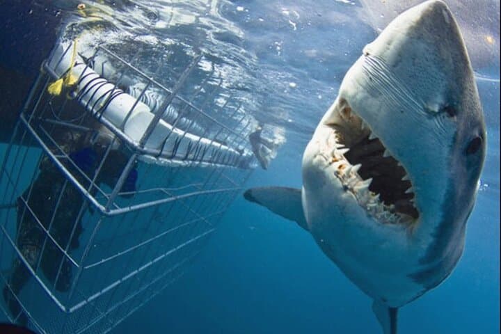 Cape town Tour Hermanus Shark Cage Diving with Transport