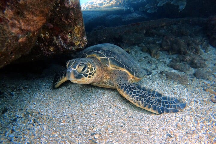 Certified Divers! Scuba dive the Ka'anapali Coast and more!