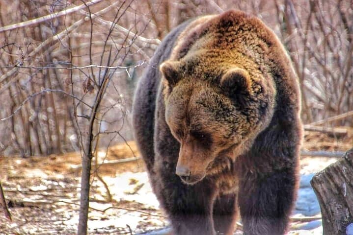 Bear Safari Private Day Trip & Transfagarasan Road from Bucharest