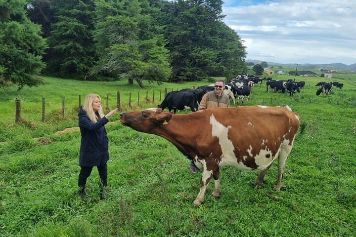 Sheep & Beef Working Farm Private Tour