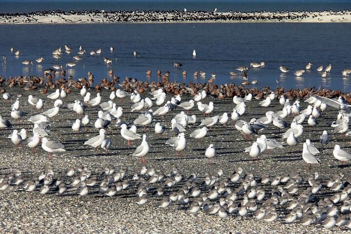 Auckland Birdwatching and Hiking Private Tour