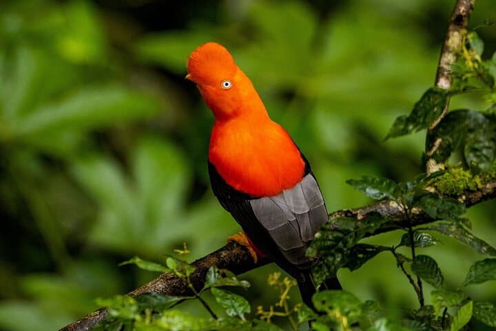 Adventure Manu National Park 4 Days in Cuzco