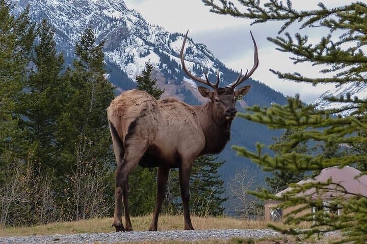 Guided Tour to Banff Highlights & Wildlife With Gondola Admission